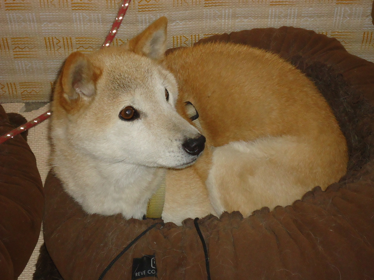 f:id:hase2:20210308003919j:plain