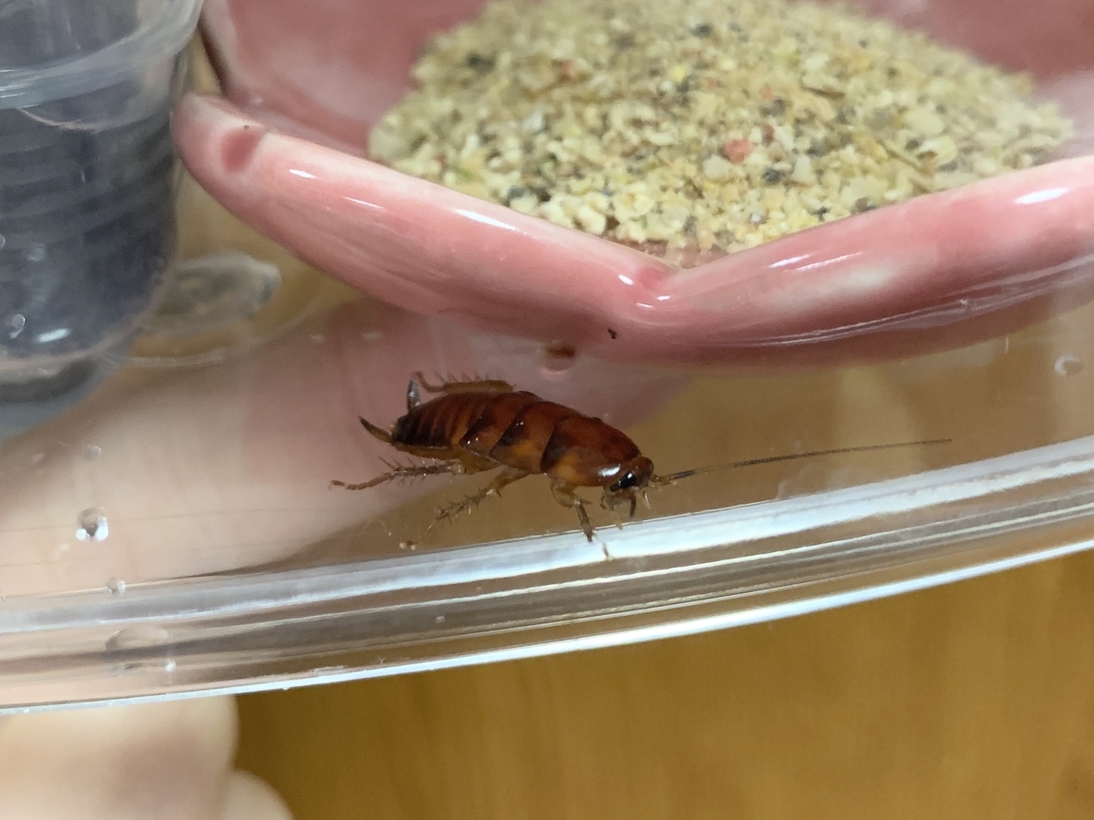 クロゴキブリ飼育日誌 長谷川の動物園めぐり クロゴキブリ飼育日誌 長谷川の動物園めぐり