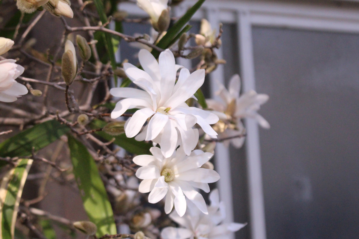 f:id:hase2:20210320230250j:plain