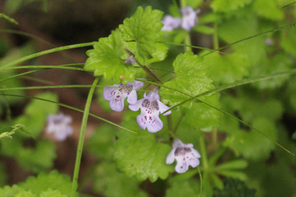 カキドオシしそ科 コンパニオンプランツ グランドカバー お茶 薬草