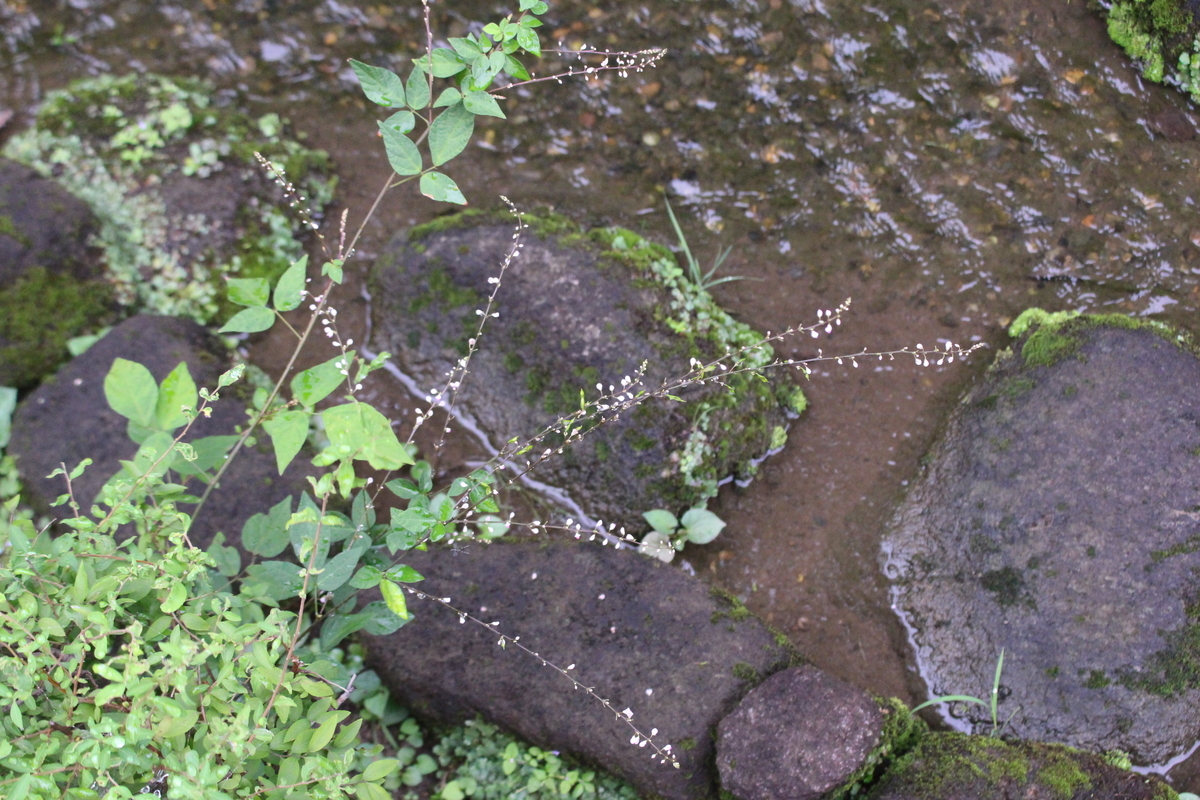 f:id:hase2:20210908012034j:plain