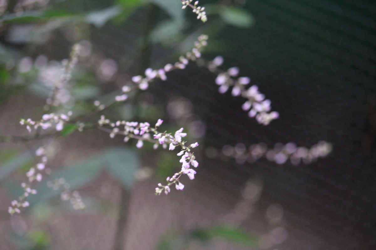 f:id:hase2:20210909002158j:plain