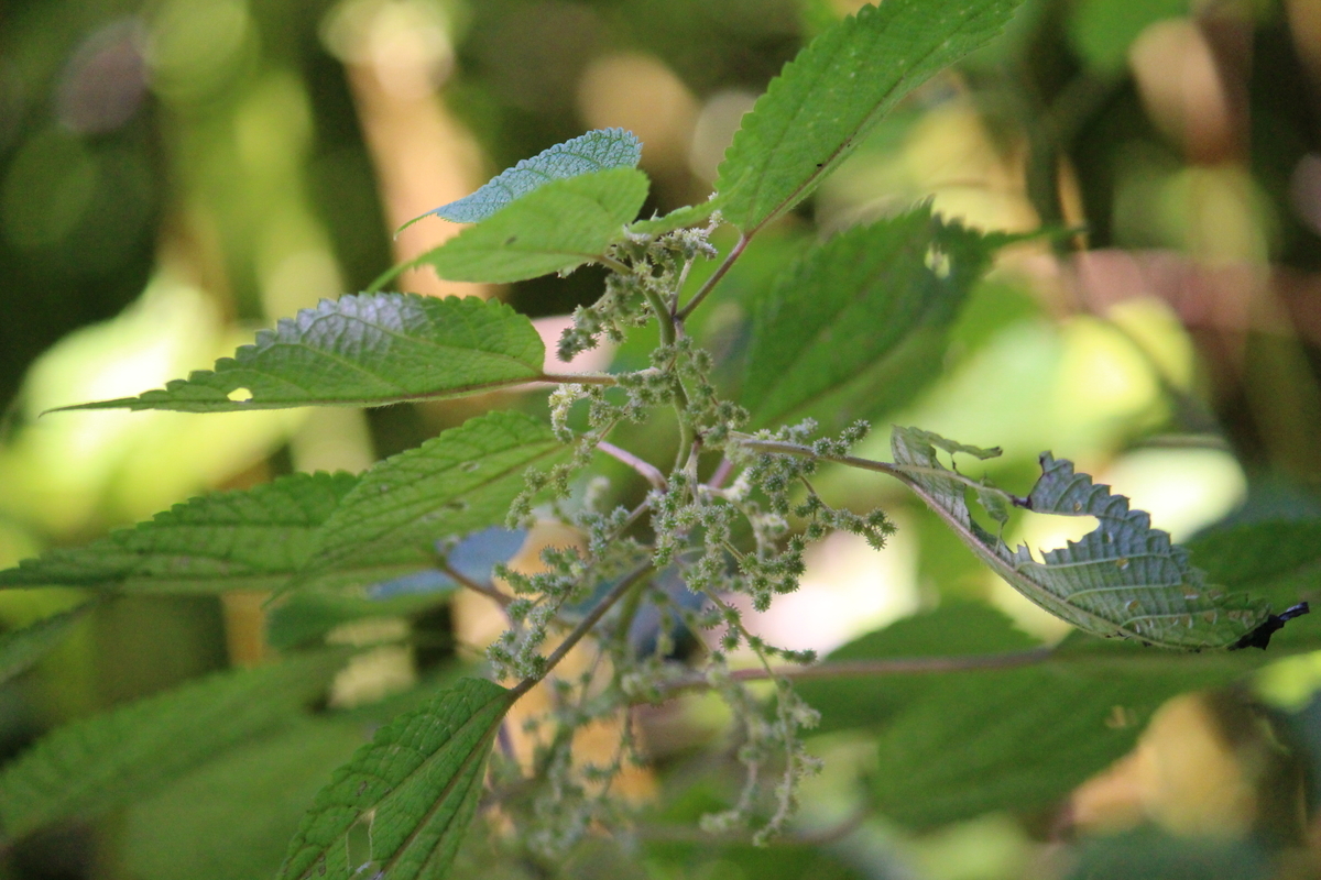 f:id:hase2:20210922020437j:plain