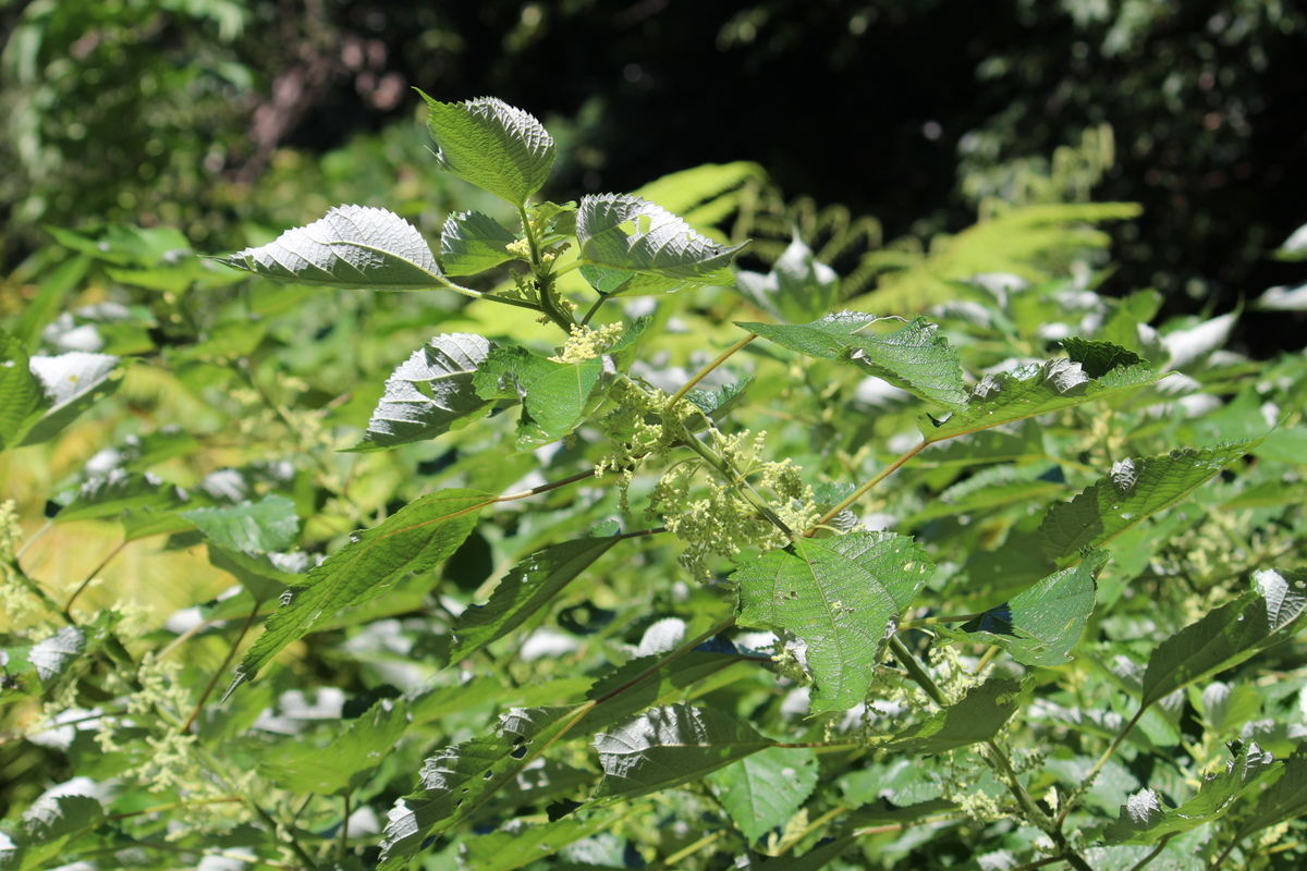 f:id:hase2:20210922020449j:plain