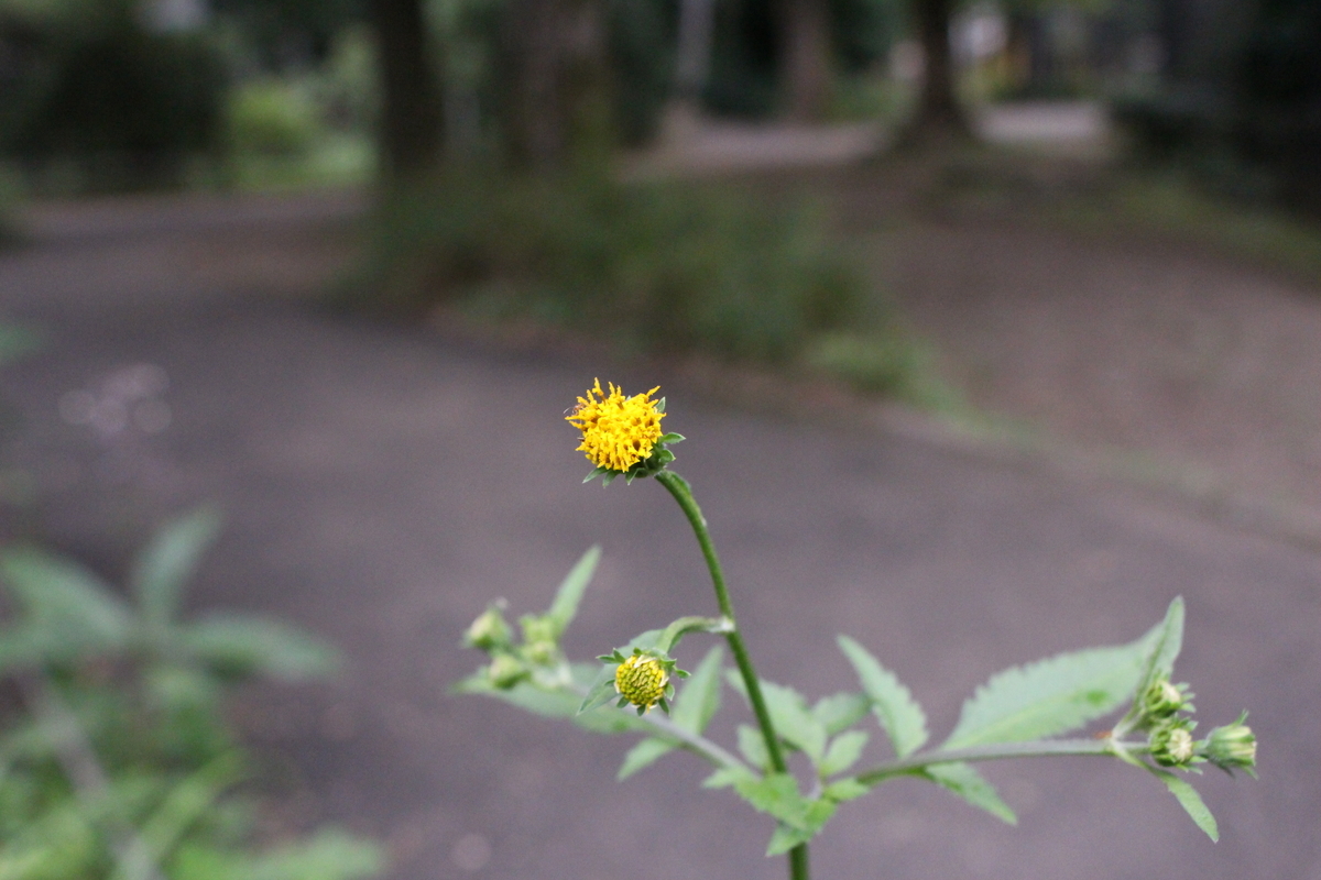f:id:hase2:20211008032521j:plain