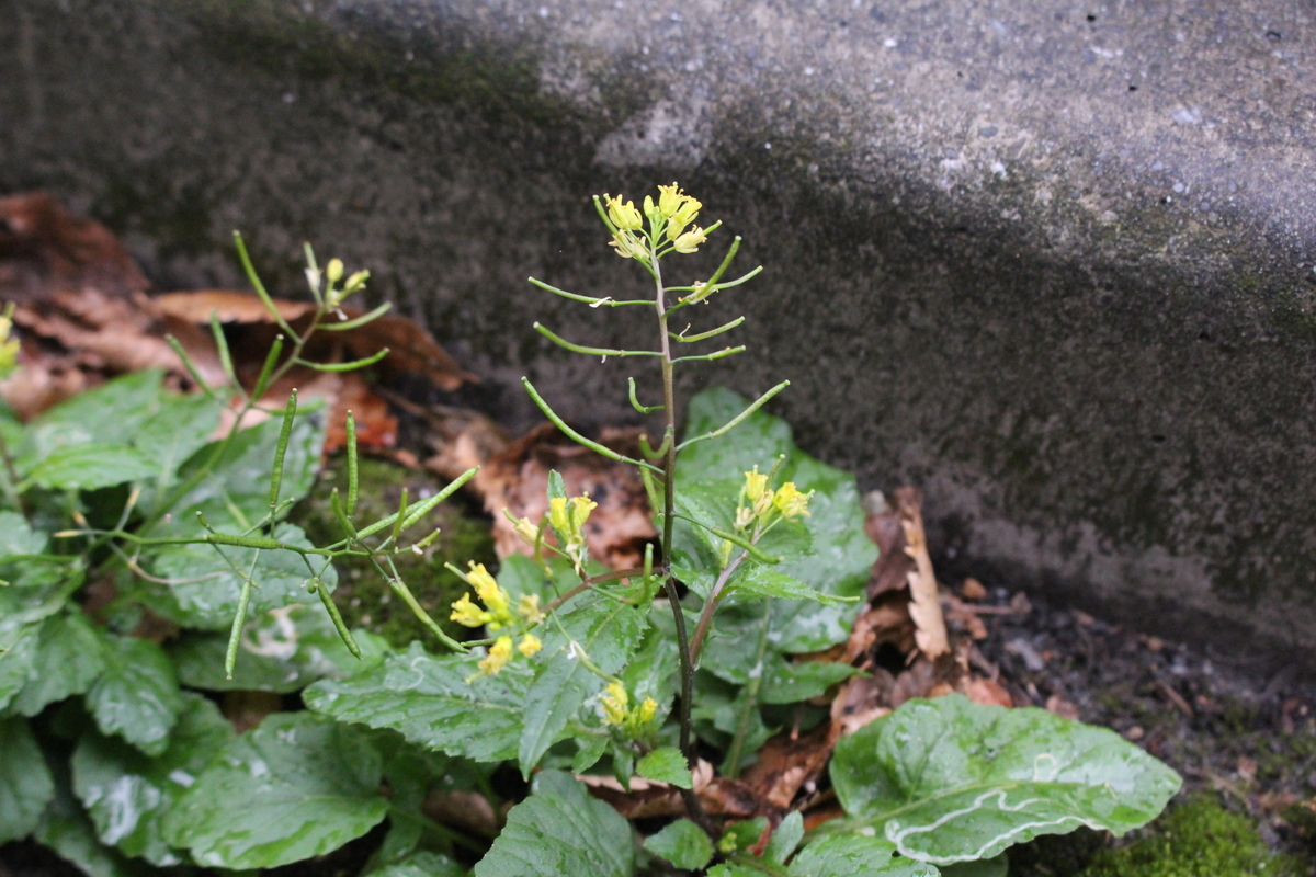 f:id:hase2:20211009005216j:plain