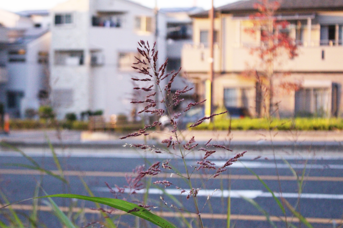 f:id:hase2:20211114003553j:plain