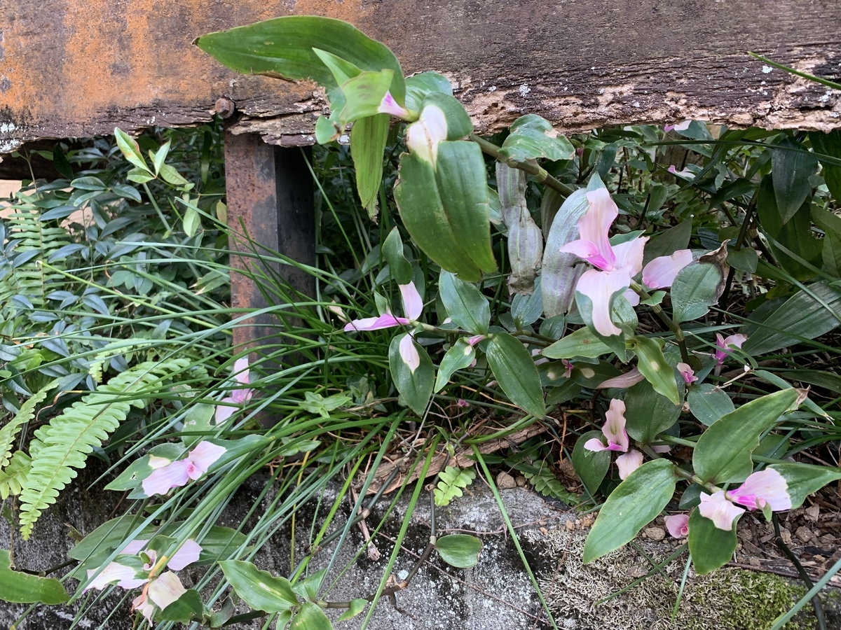 トラデスカンチアの仲間 愛すべき雑草たち