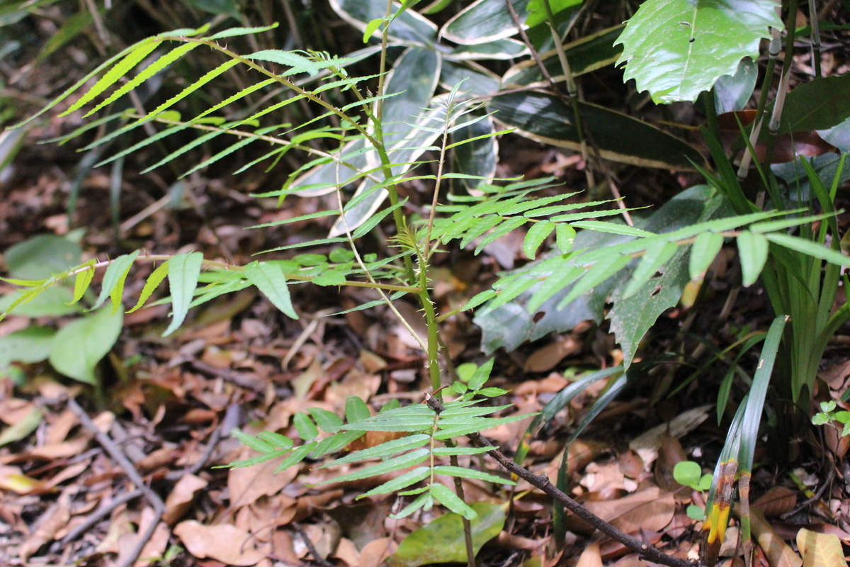 カラスザンショウ - 愛すべき雑草たち