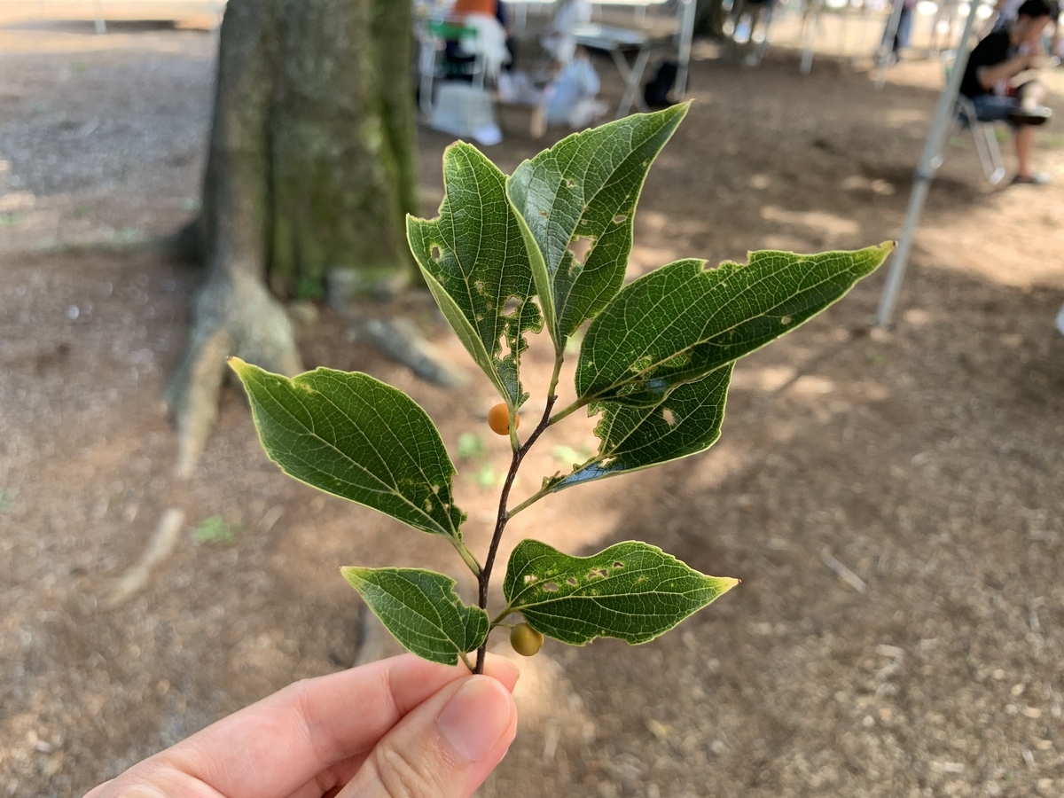 エノキ 愛すべき雑草たち