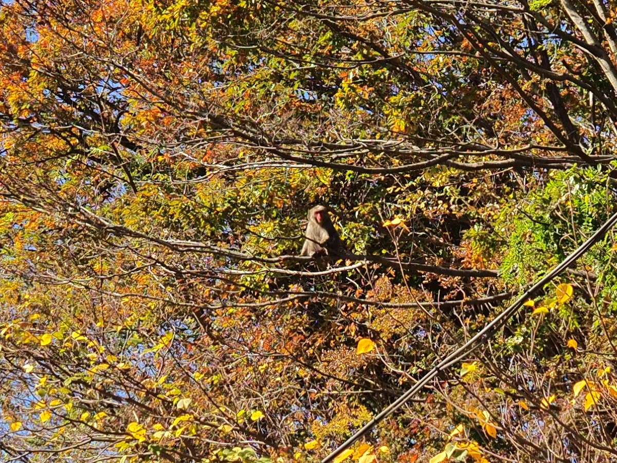 f:id:hasechuwan:20201209003150j:plain