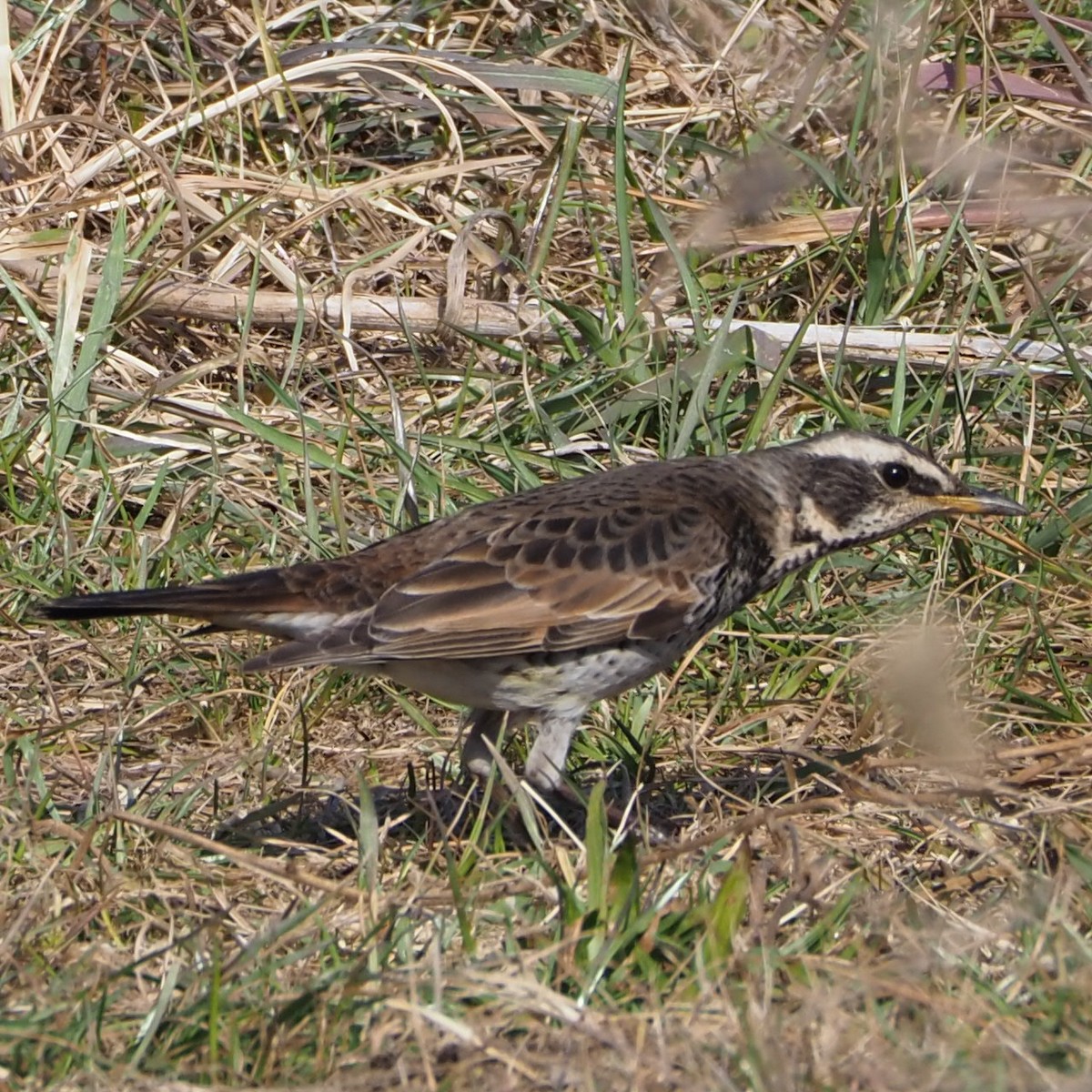 f:id:hasechuwan:20210207163112j:plain