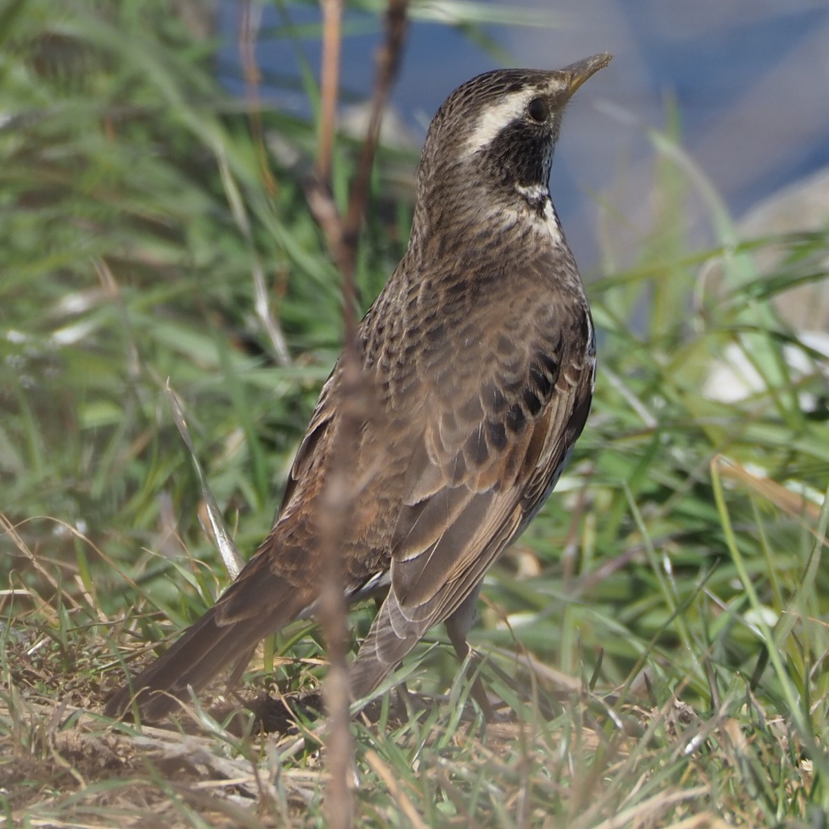 f:id:hasechuwan:20210207163117j:plain