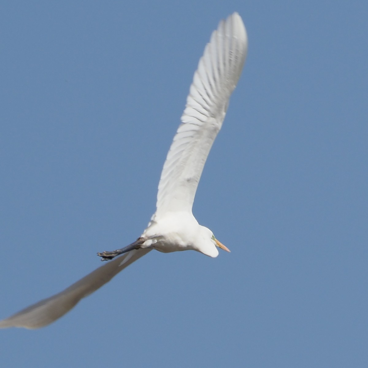 f:id:hasechuwan:20210207163133j:plain