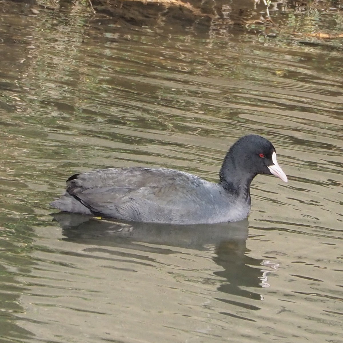 f:id:hasechuwan:20210207163137j:plain