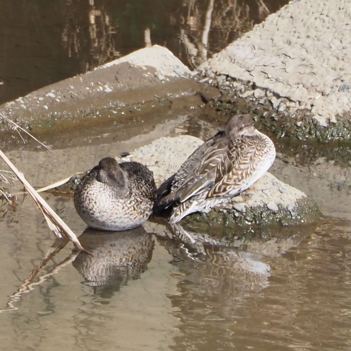 f:id:hasechuwan:20210207163142j:plain