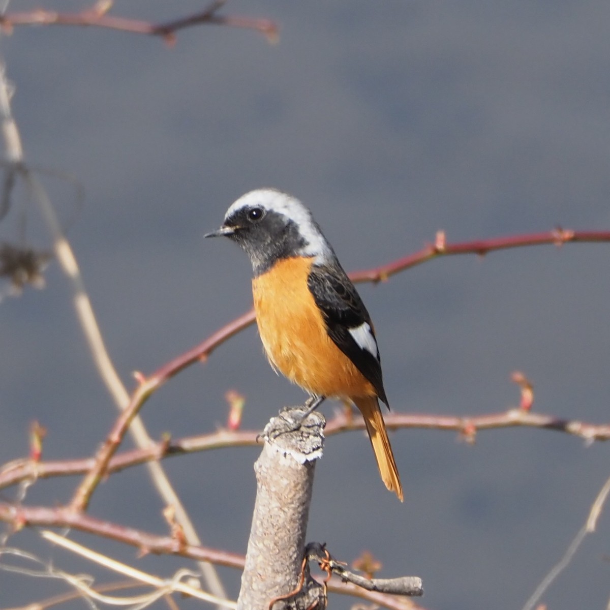 f:id:hasechuwan:20210207163146j:plain