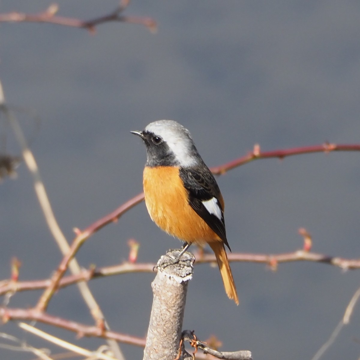 f:id:hasechuwan:20210207163150j:plain