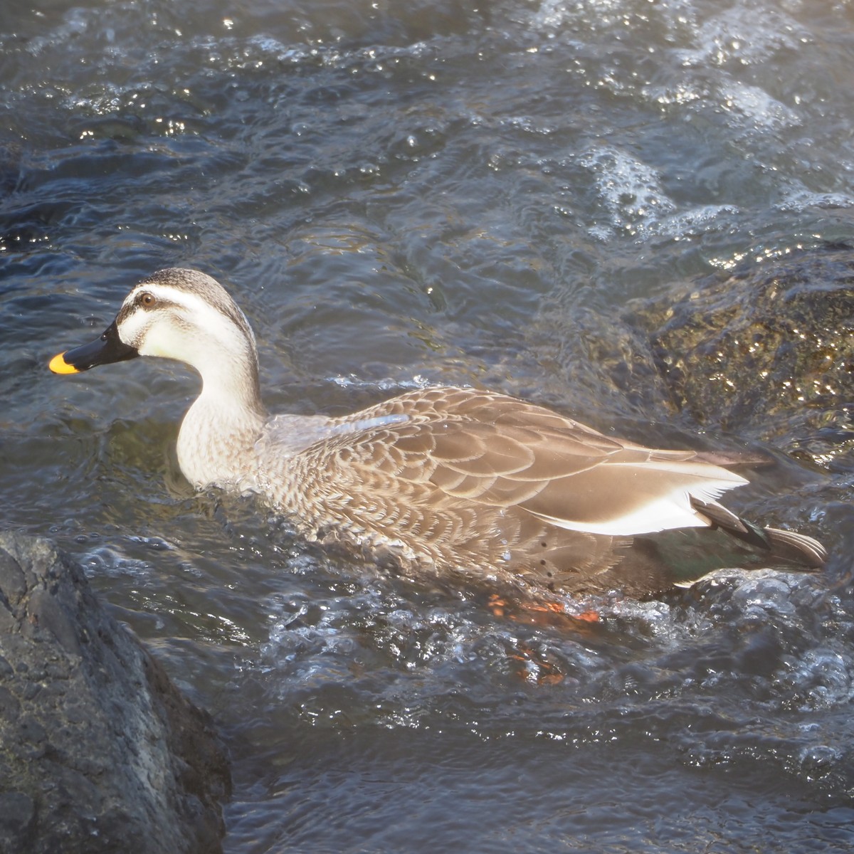 f:id:hasechuwan:20210207163202j:plain