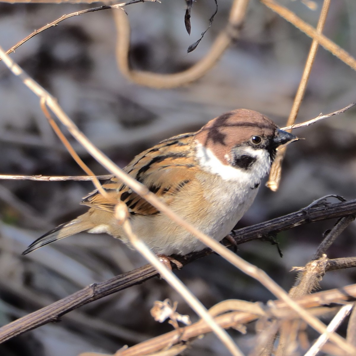 f:id:hasechuwan:20210207163207j:plain