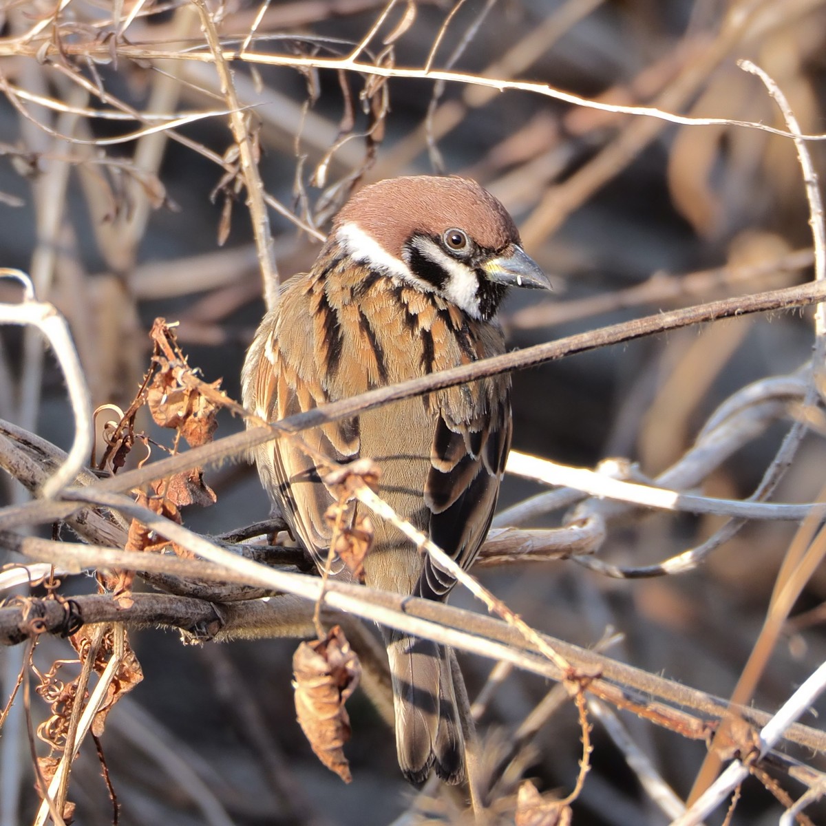 f:id:hasechuwan:20210207163213j:plain