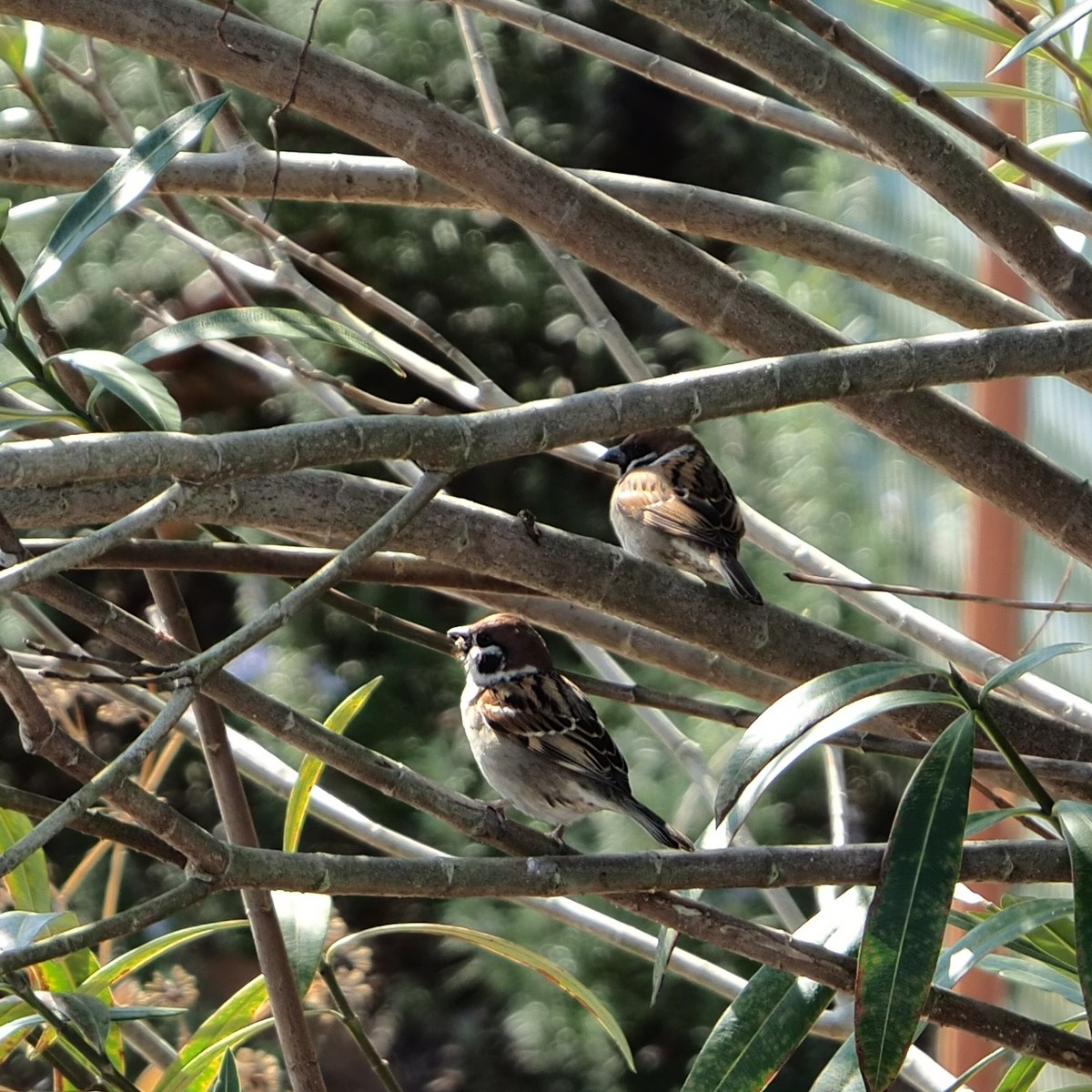 f:id:hasechuwan:20210207163221j:plain