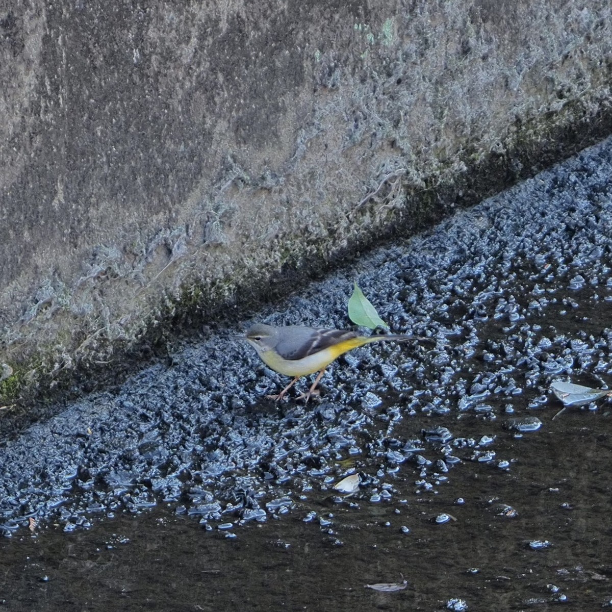 f:id:hasechuwan:20210207163232j:plain