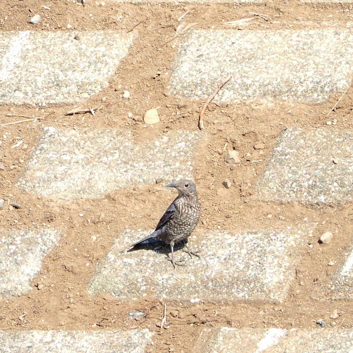 f:id:hasechuwan:20210207163237j:plain