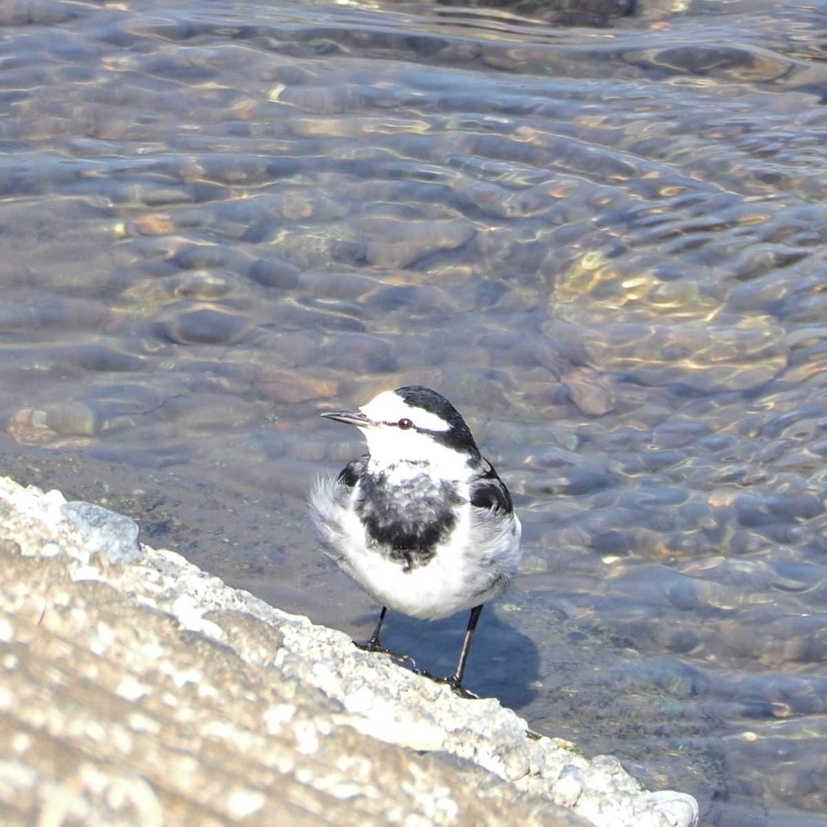 f:id:hasechuwan:20210207163242j:plain