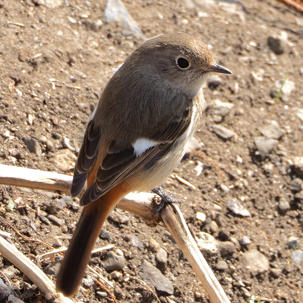 f:id:hasechuwan:20210207163247j:plain