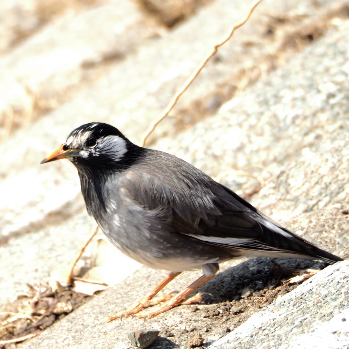 f:id:hasechuwan:20210207163252j:plain