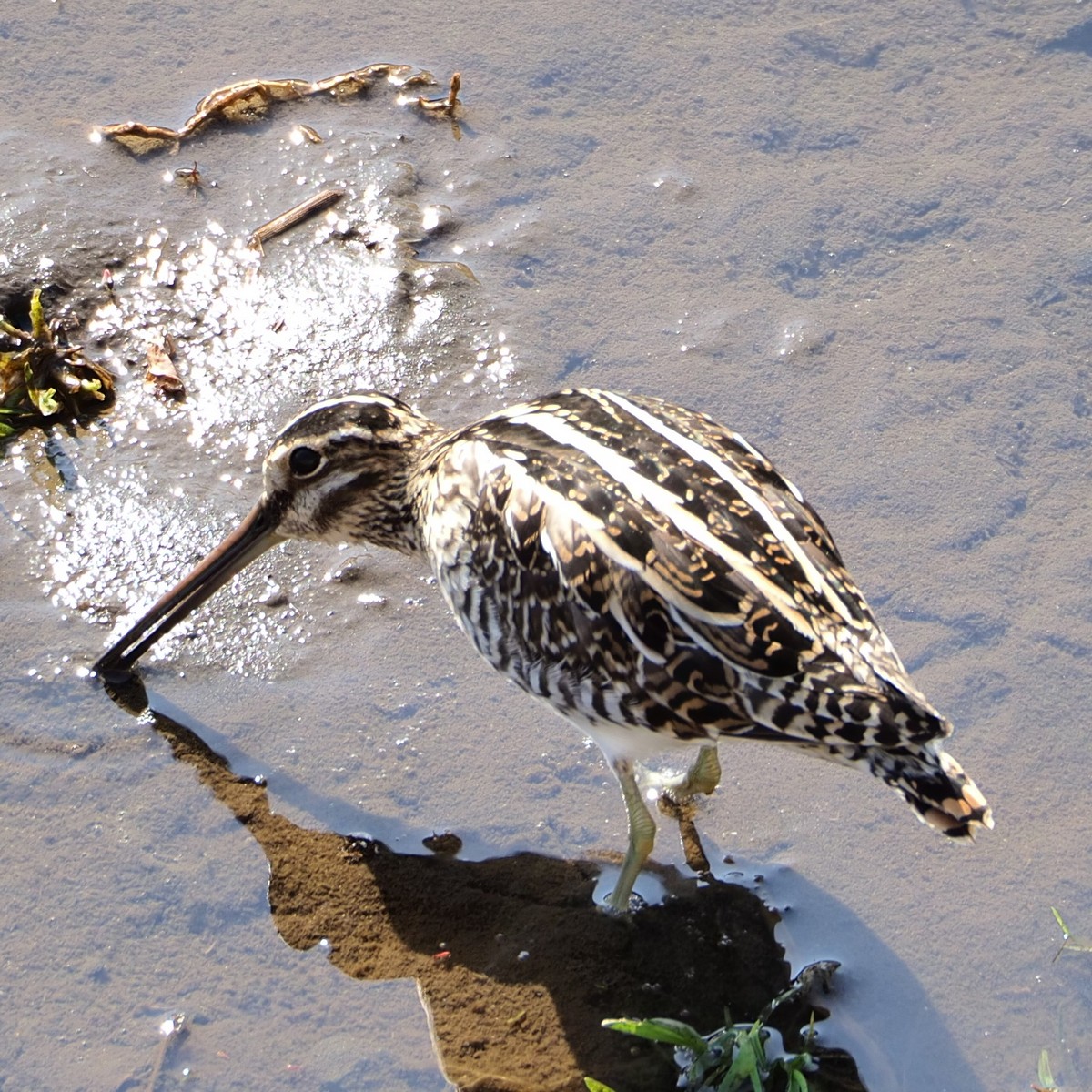 f:id:hasechuwan:20210207163257j:plain