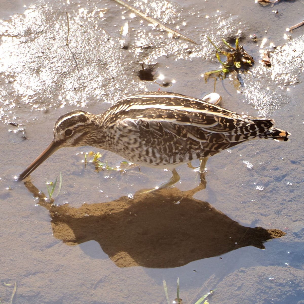 f:id:hasechuwan:20210207163302j:plain