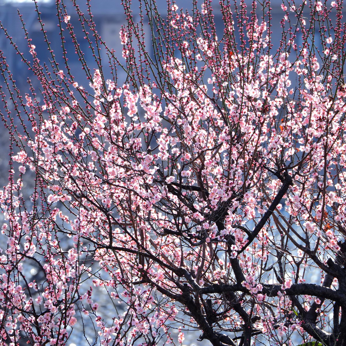 f:id:hasechuwan:20210207163308j:plain