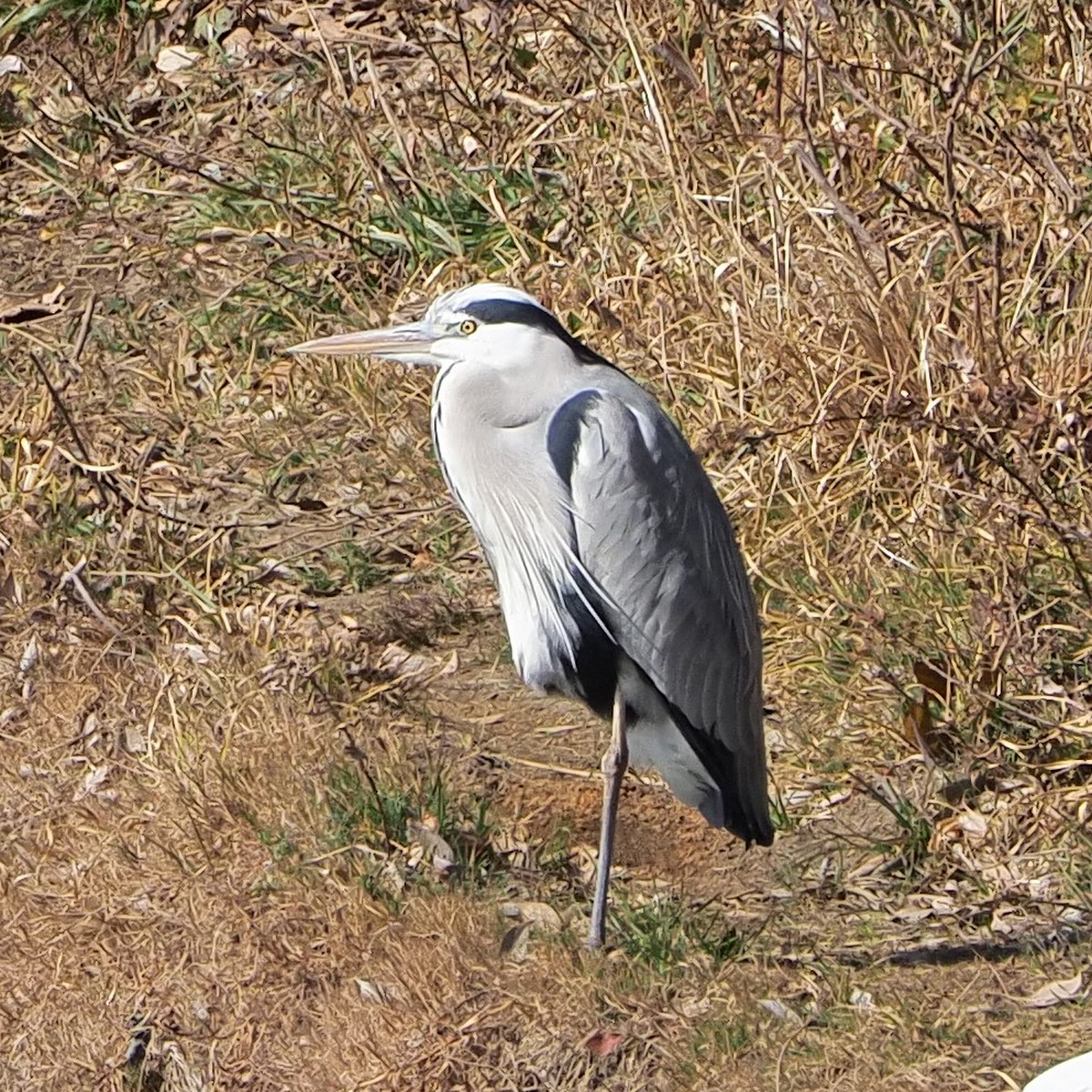 f:id:hasechuwan:20210214224812j:plain