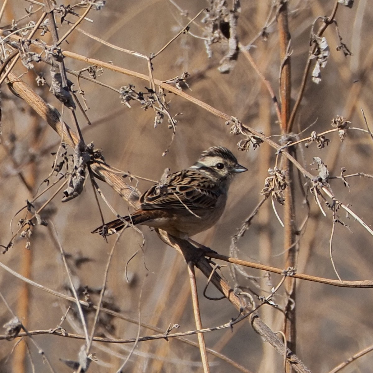 f:id:hasechuwan:20210214224834j:plain