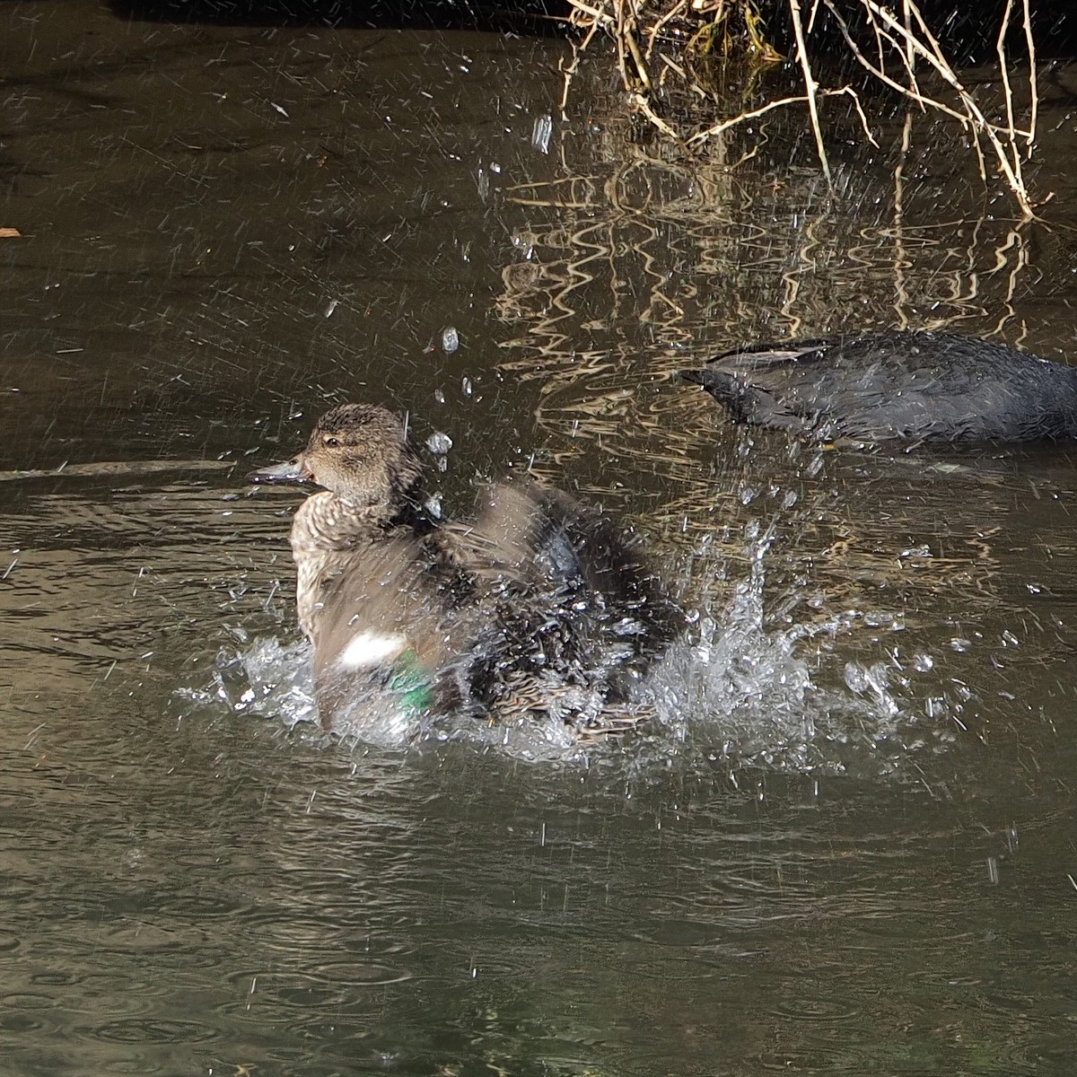 f:id:hasechuwan:20210214224844j:plain