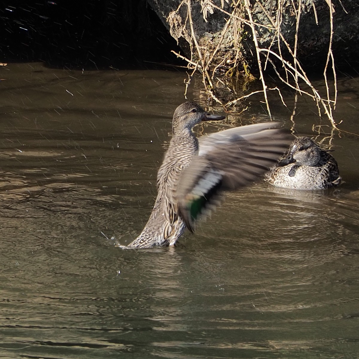 f:id:hasechuwan:20210214224849j:plain