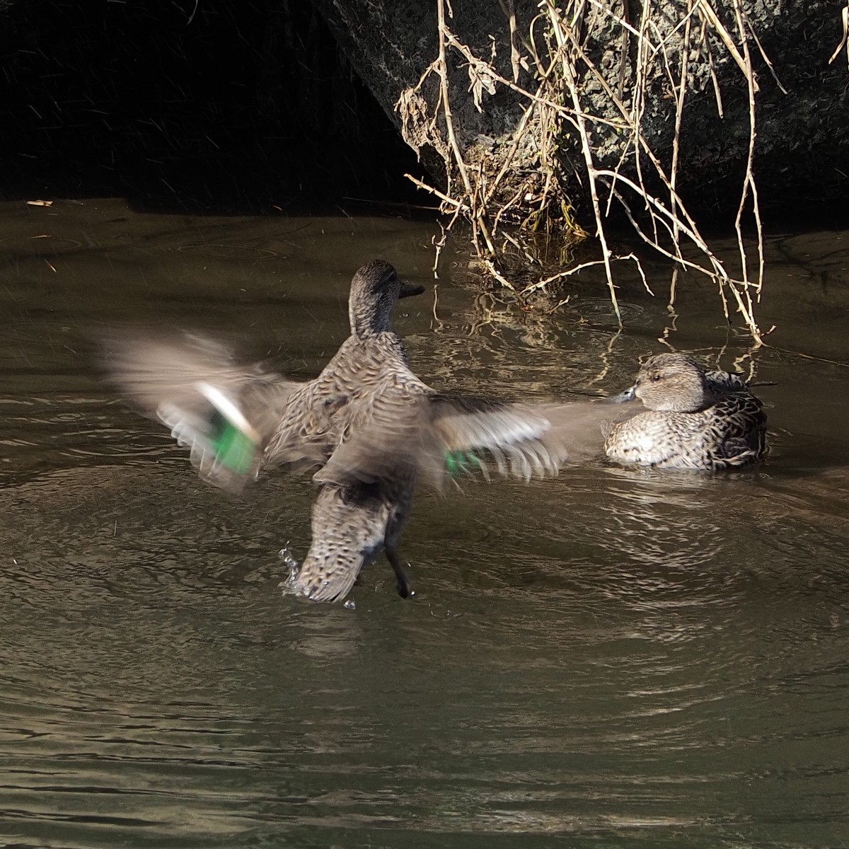 f:id:hasechuwan:20210214224853j:plain