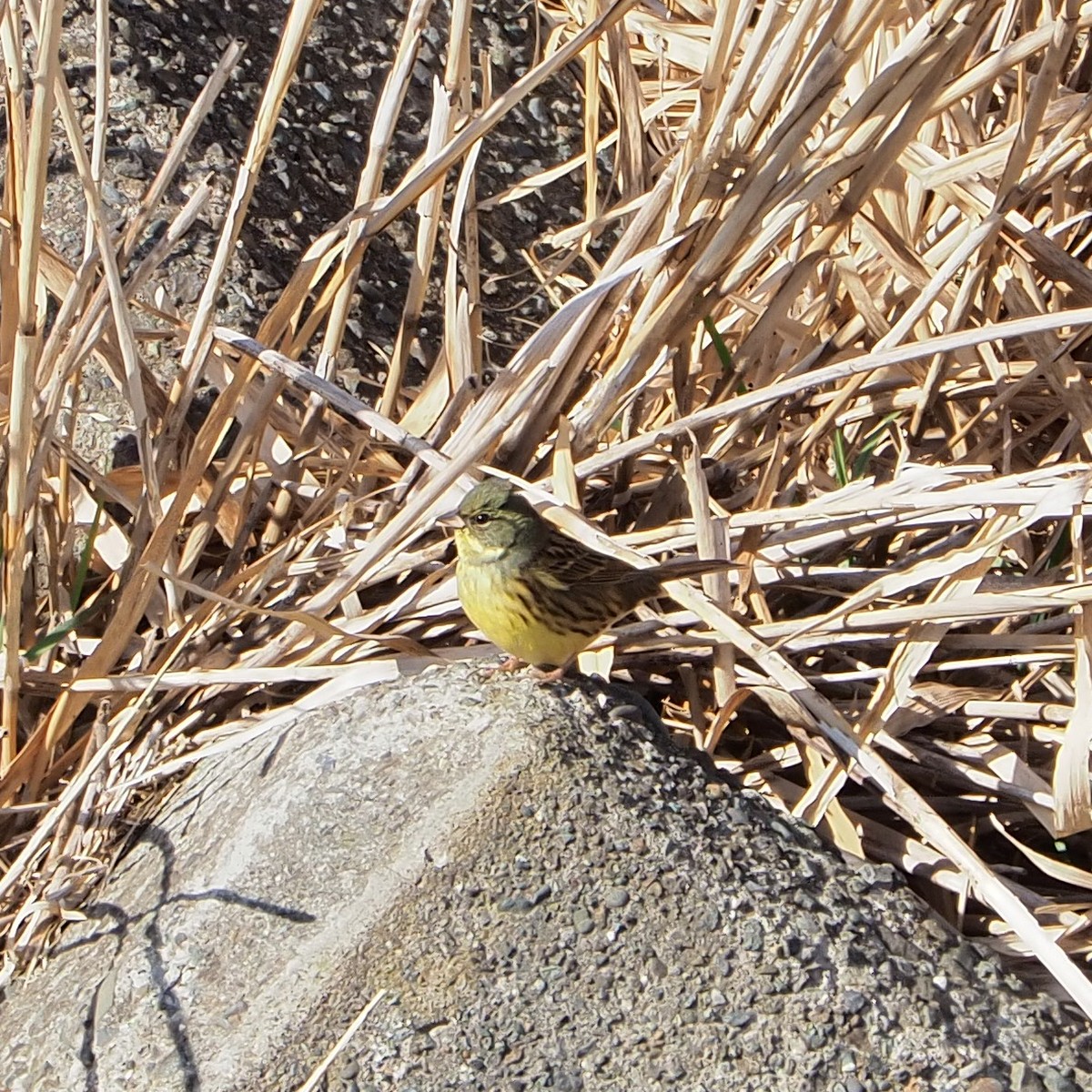 f:id:hasechuwan:20210214224906j:plain