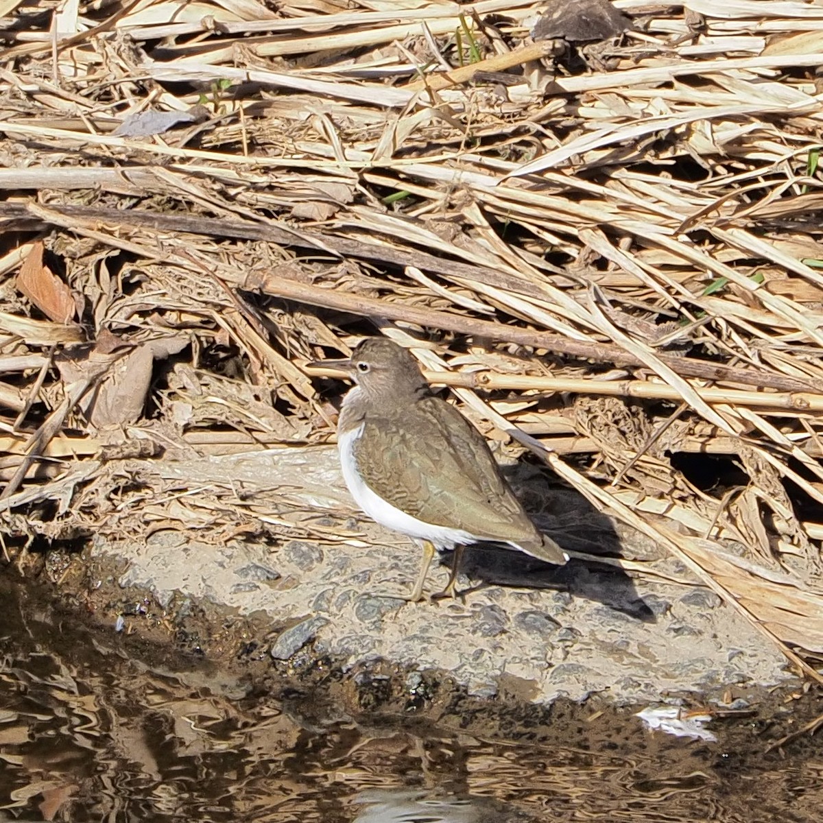 f:id:hasechuwan:20210214224916j:plain