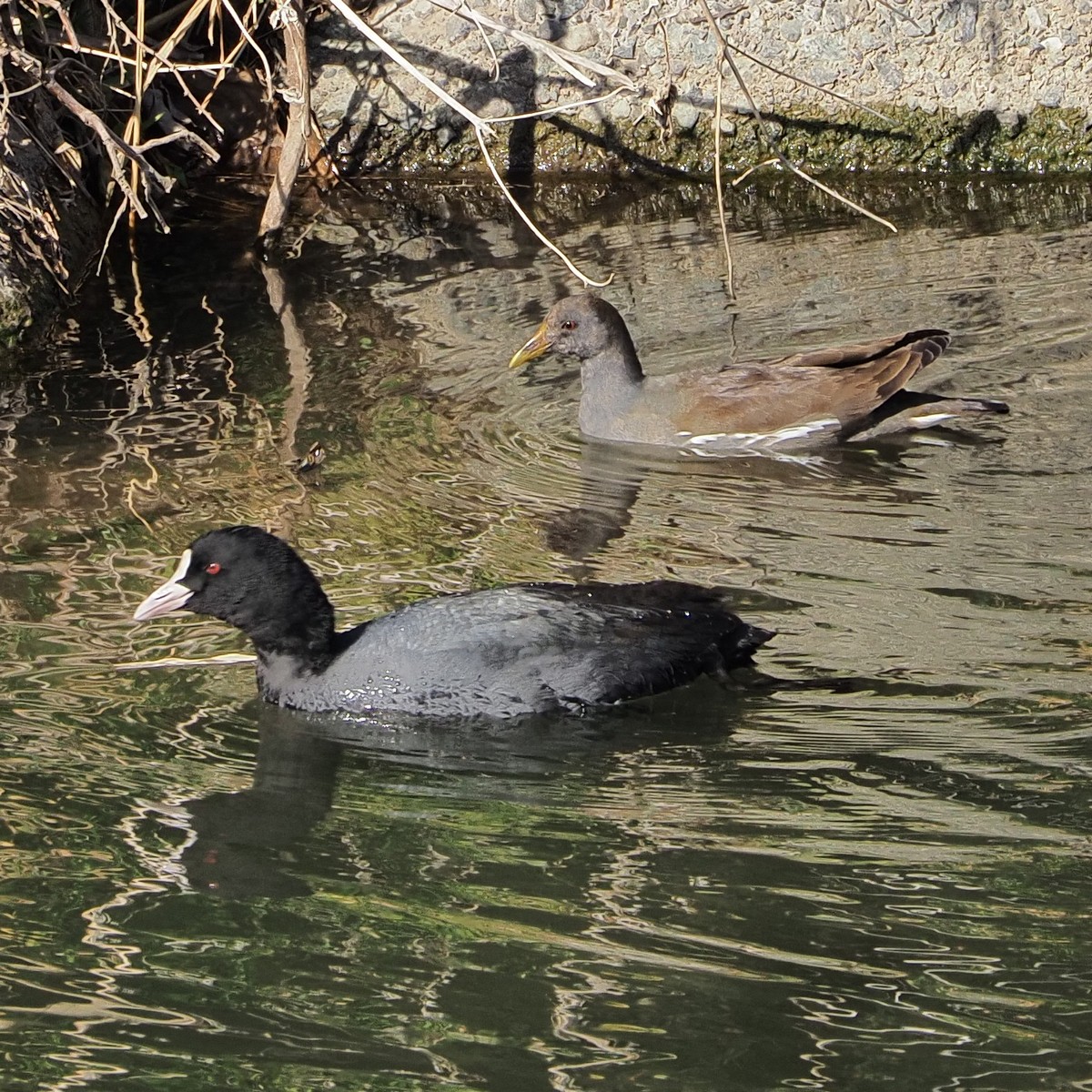 f:id:hasechuwan:20210214224921j:plain