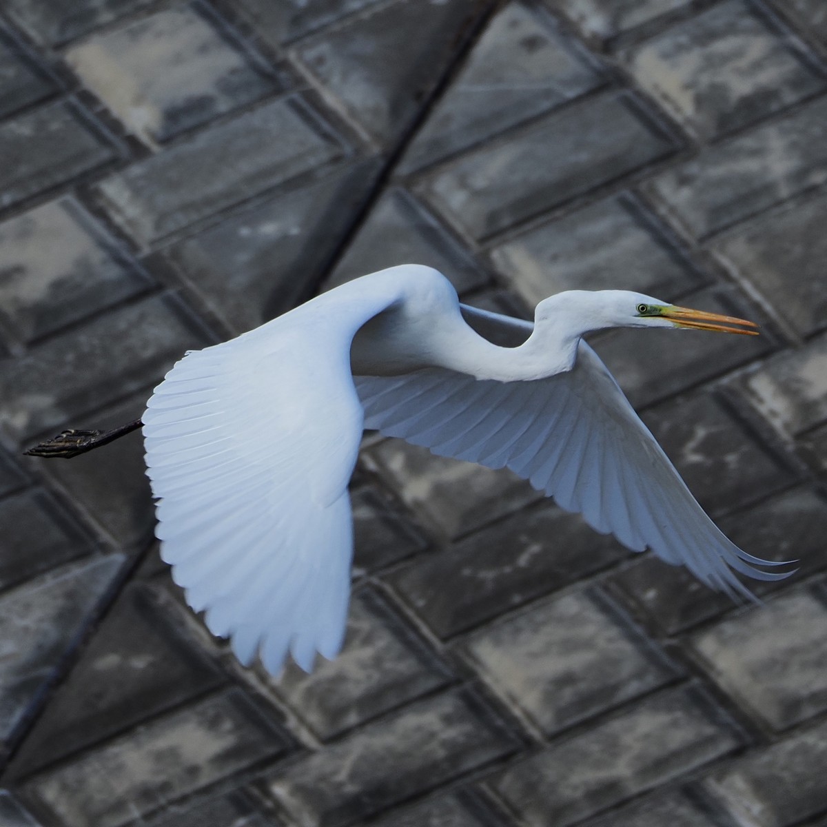 f:id:hasechuwan:20210214230850j:plain