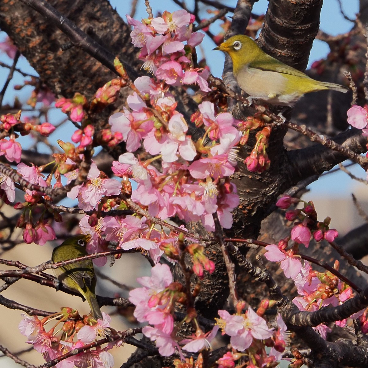 f:id:hasechuwan:20210214231452j:plain