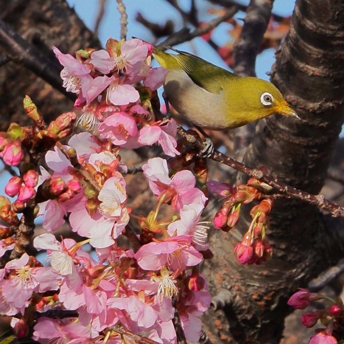 f:id:hasechuwan:20210214231457j:plain