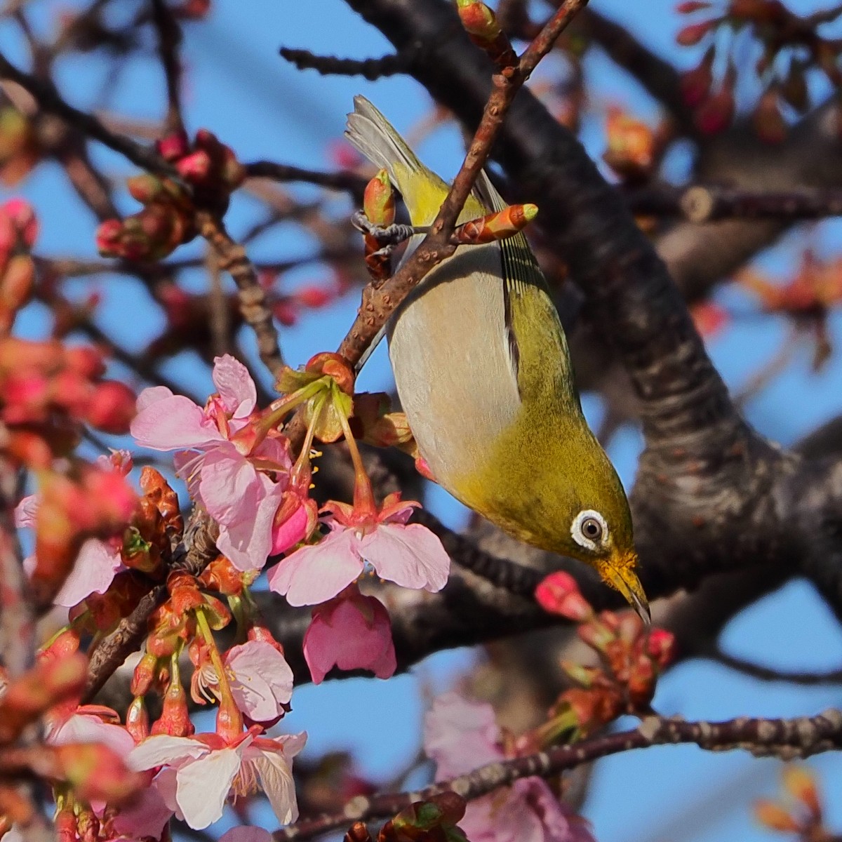 f:id:hasechuwan:20210214231503j:plain