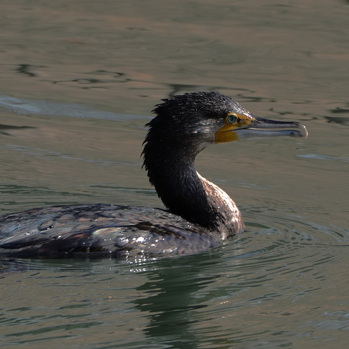 f:id:hasechuwan:20210223160028j:plain