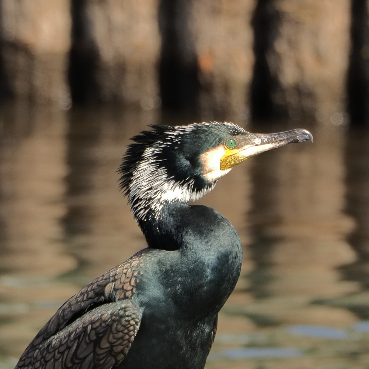 f:id:hasechuwan:20210223160032j:plain