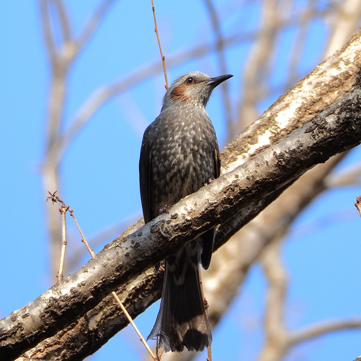 f:id:hasechuwan:20210223160055j:plain