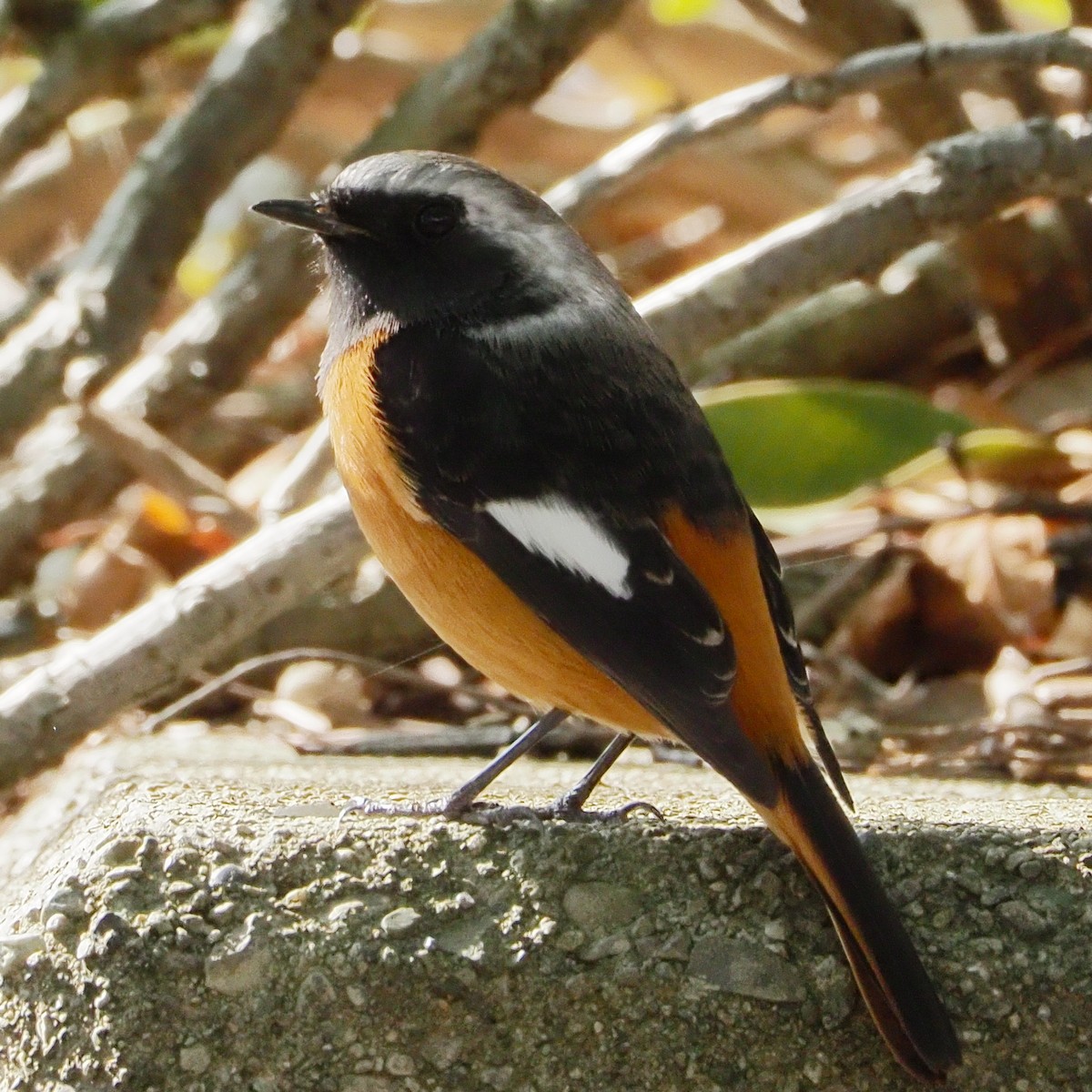 f:id:hasechuwan:20210223160105j:plain